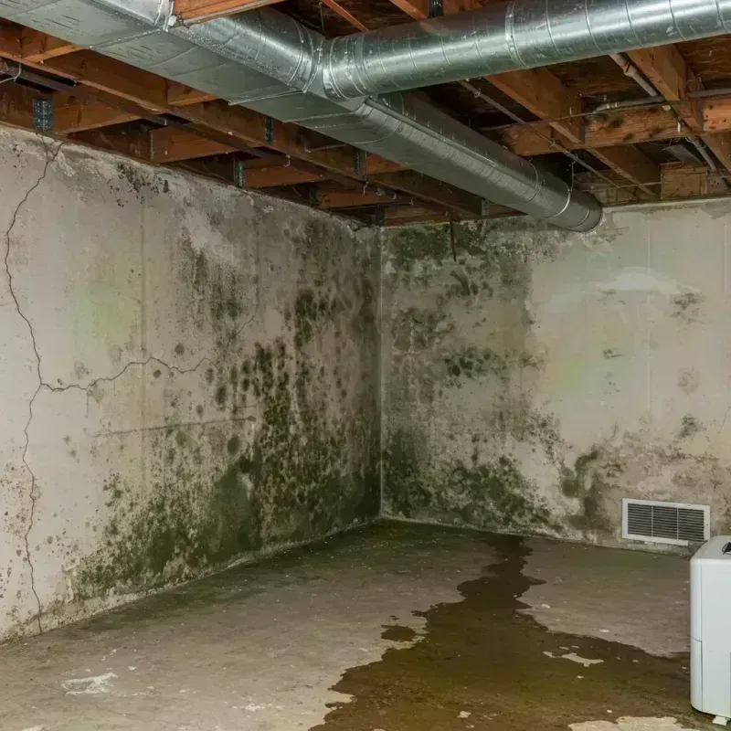 Professional Mold Removal in Caledonia, MI